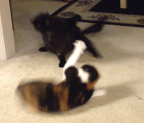 These two are constantly going at it, though we think that it is Luna doing the instigating. Actually, he is... I just have a hard time admitting that X_X 