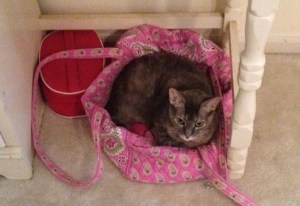 The cat's in the bag, baby!  This one changes her sleeping spot roughly biweekly, and almost on schedule too. 