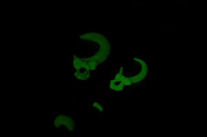 They glow in the dark on the gold parts!!  （￣ー￣）ニヤリ